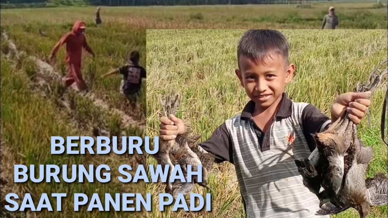 MENGEJAR DAN BERBURU BURUNG SAWAH SAAT PANEN PADI #panenpadi #berburuburungsawah @Putuliliksupandi