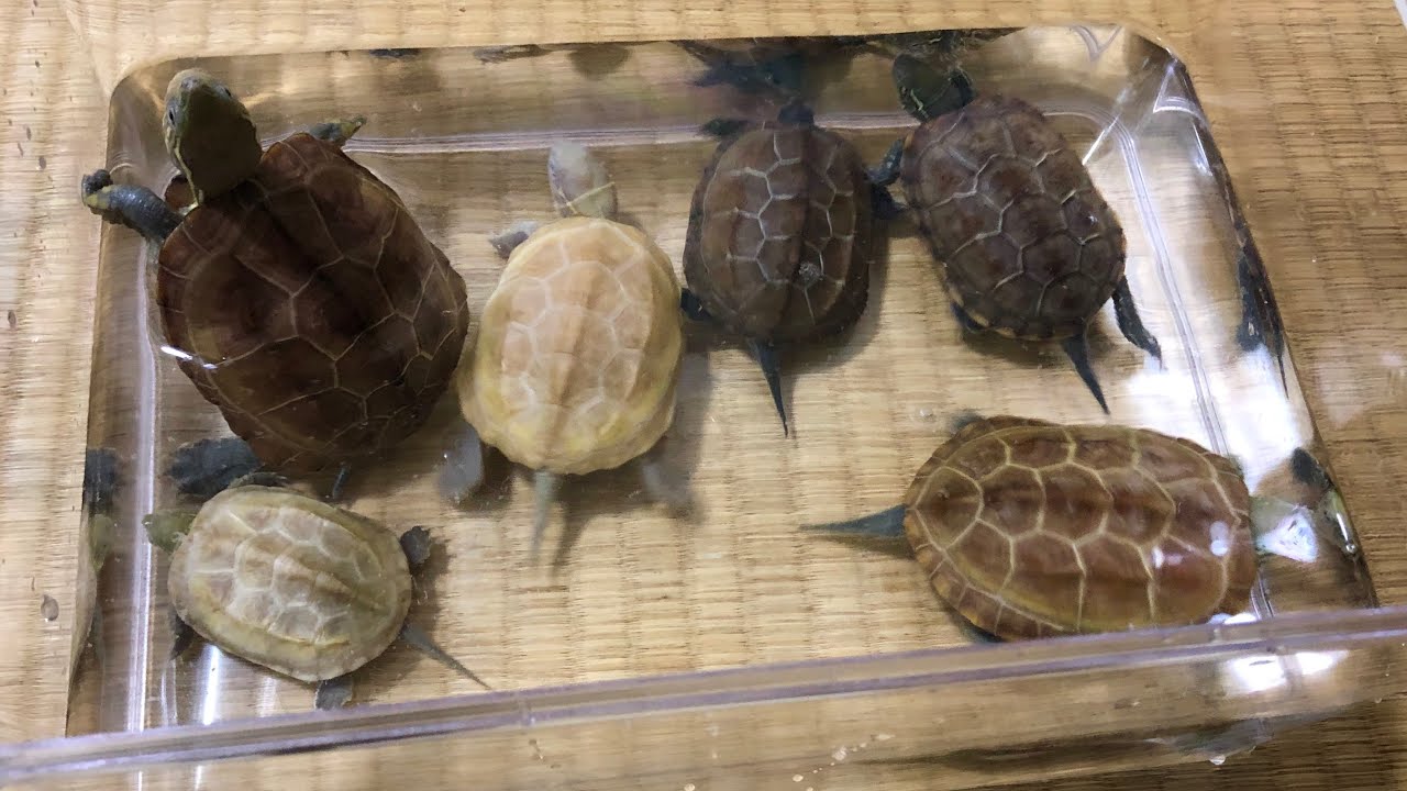 【総額40万円】飼っているクサガメをみんな紹介します！