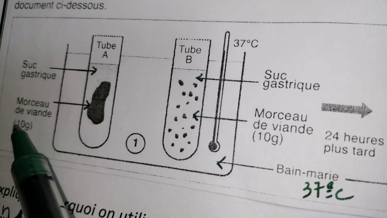 Correction de l'exercice N °3 de la digestion in vitro des protides dans l'estomac