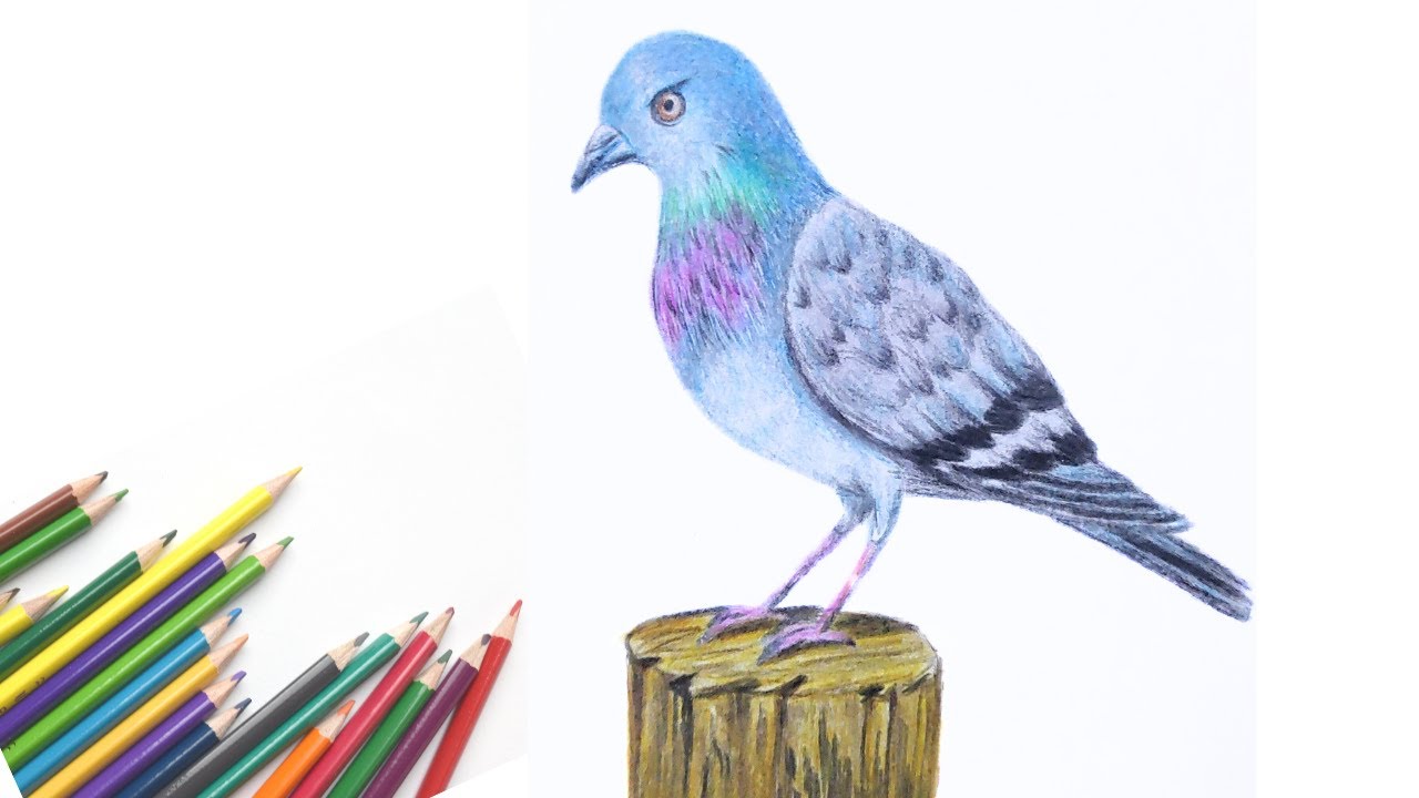 Pigeon drawing with colour pencils