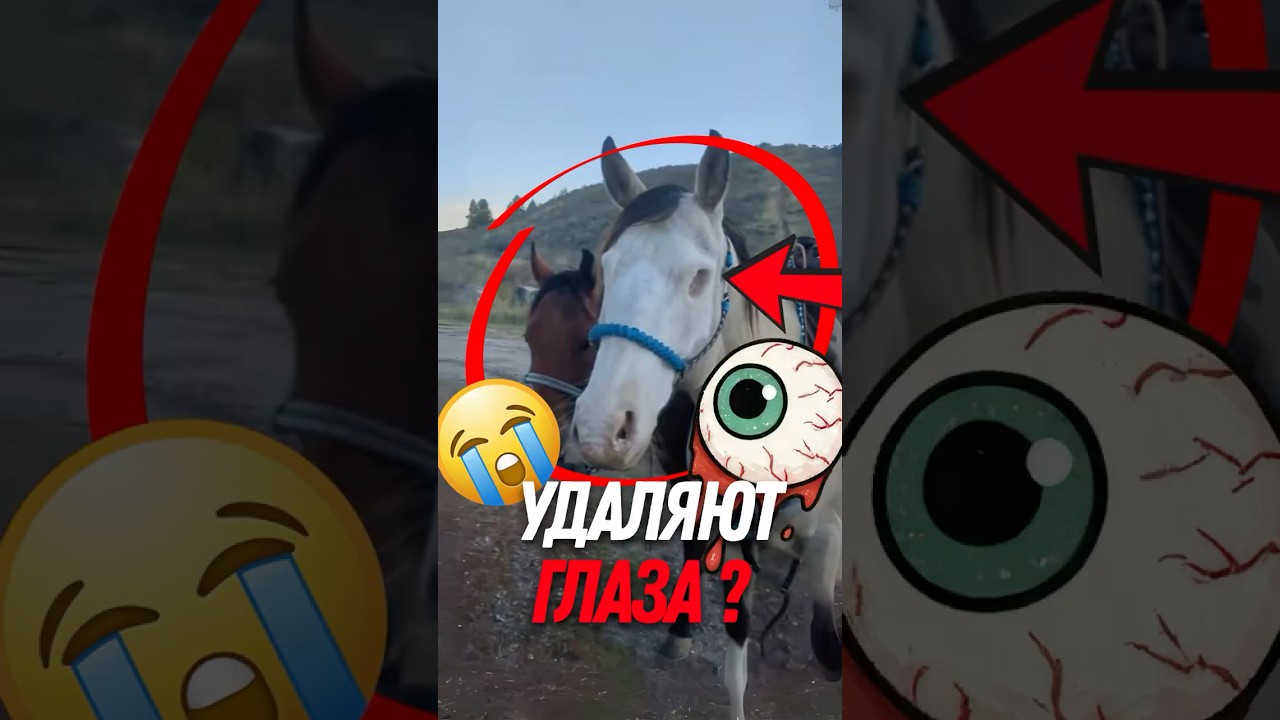 🐴 Почему лошадям удаляют глаза?