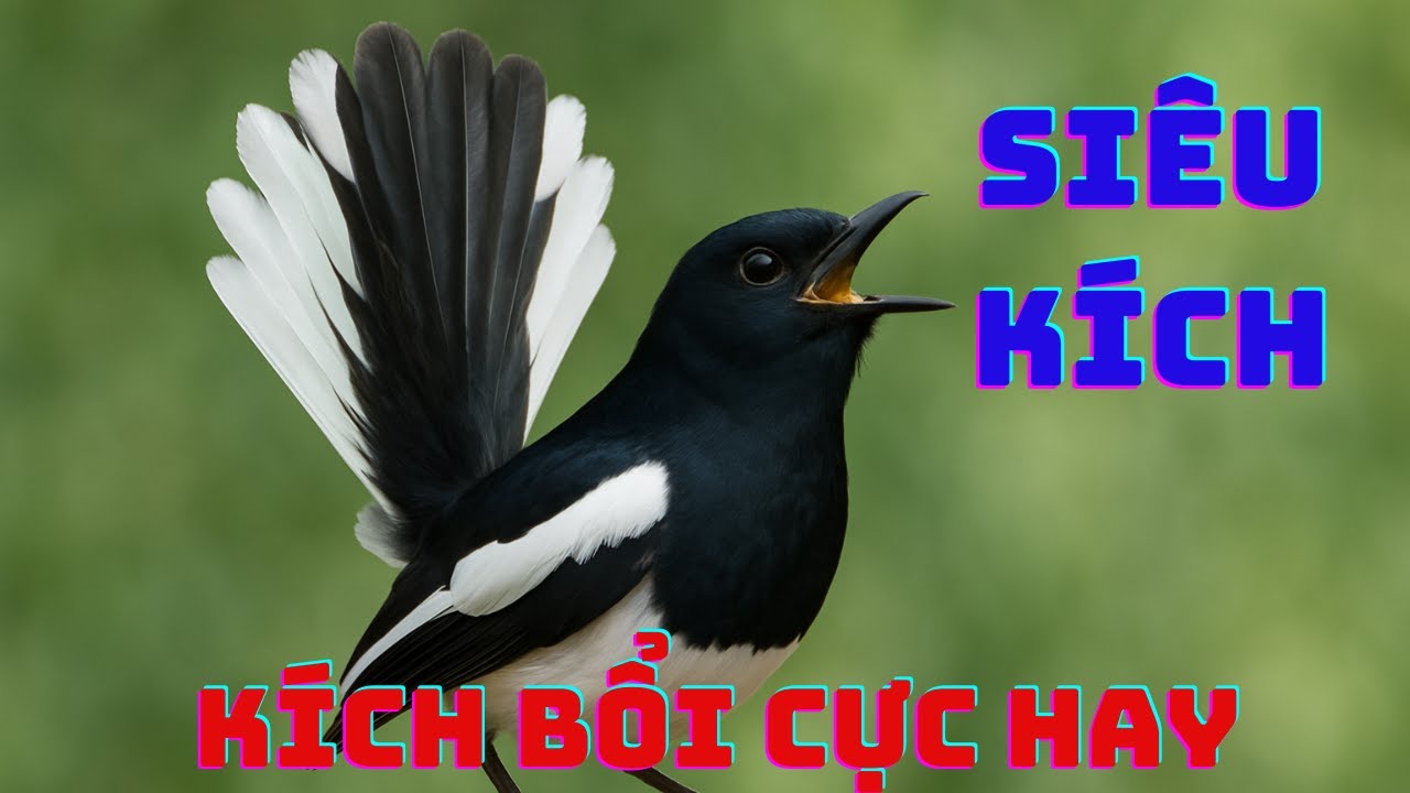 Chòe Than hót sáng hay kích chim bổi lên lửa hót sung căng. Luyện giọng chòe than non. choe than