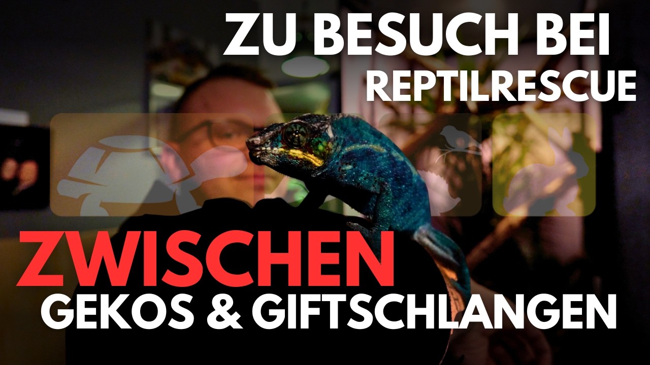 Was passiert mit beschlagnahmten Giftschlangen? 🐍 Wir waren bei ReptilRescue