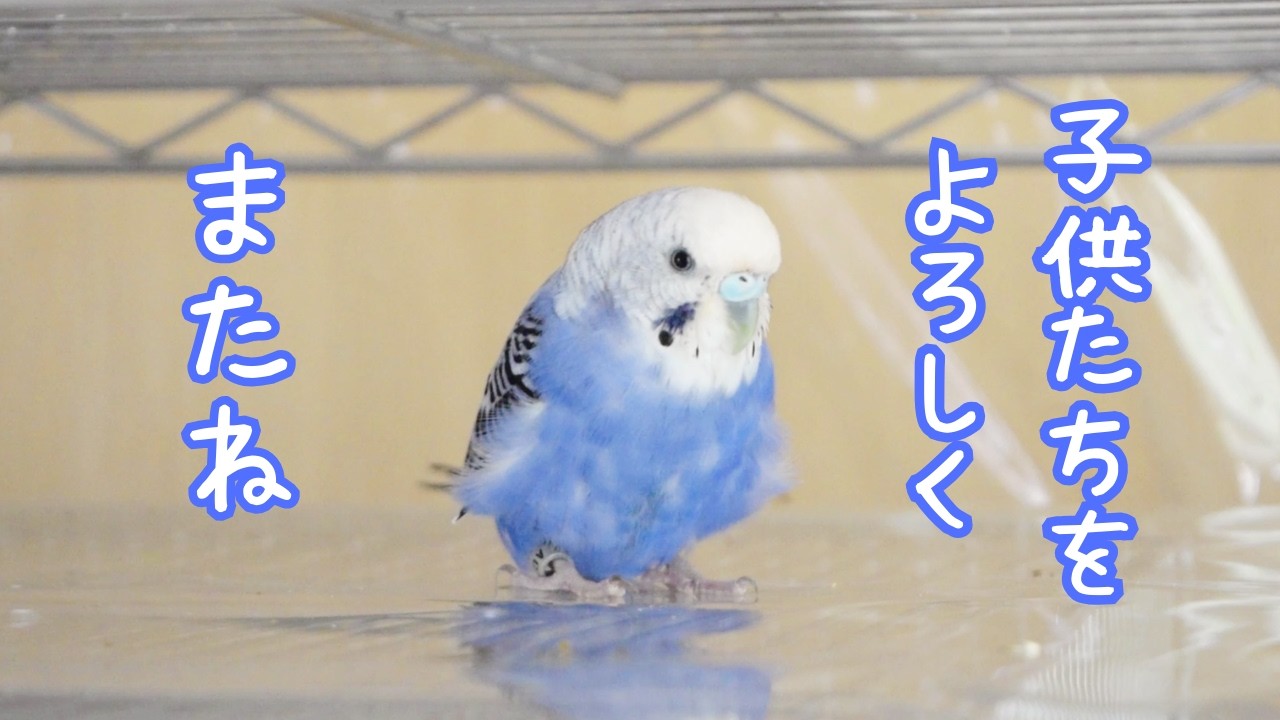 今までウニ子を見守ってくださりありがとうございました