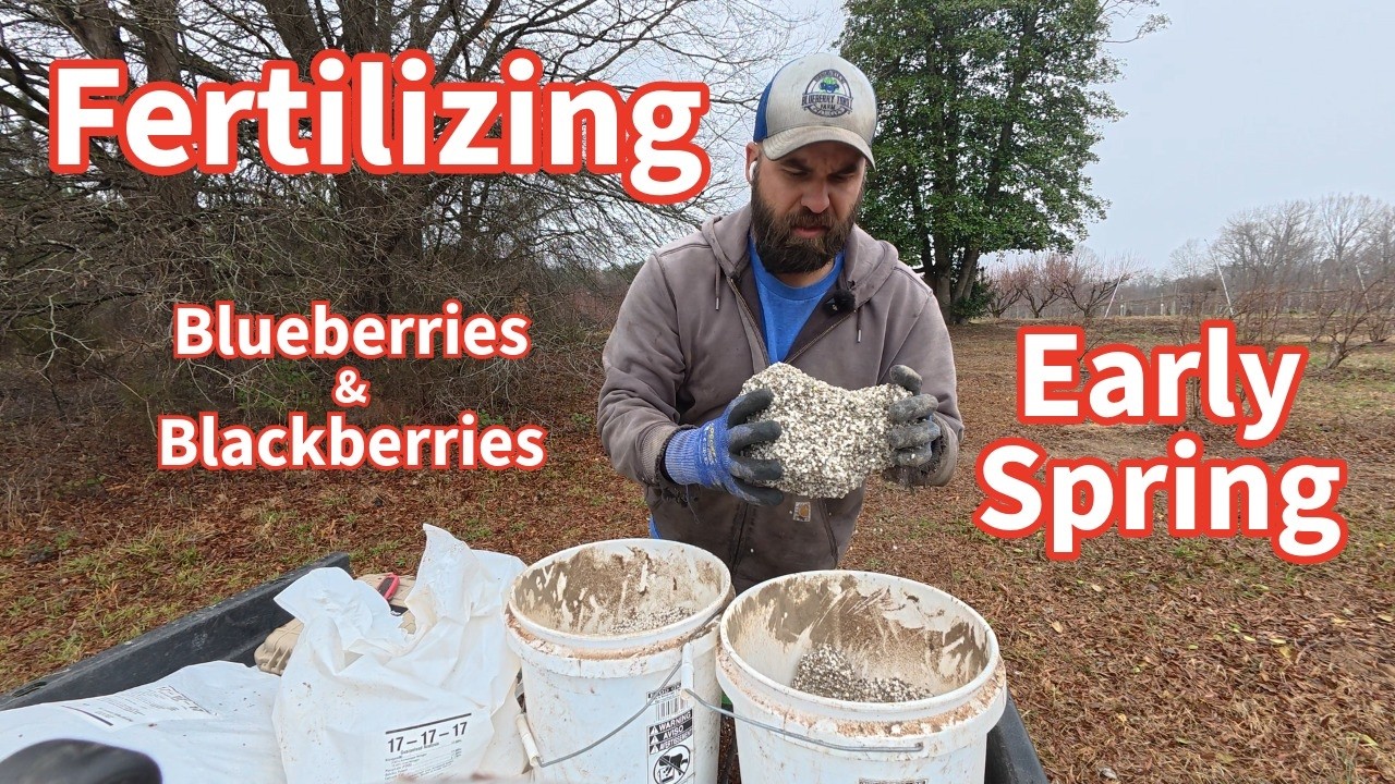 Fertilizing 3 Miles of Blueberries and Blackberries