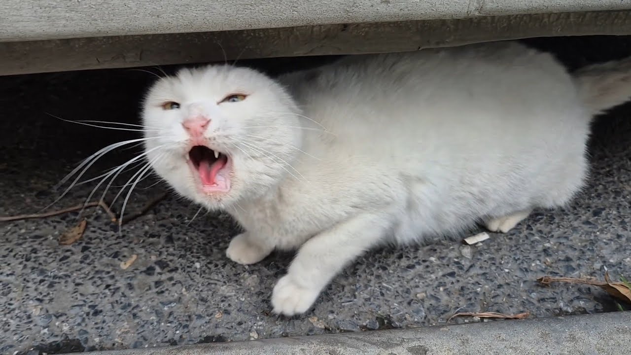 The Angry White Cat is behaving even more Angrily than before.