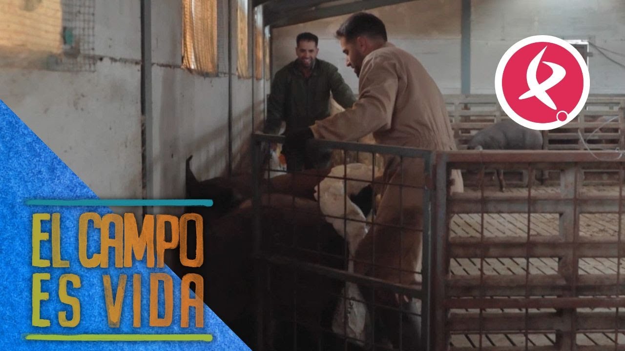 Los Mellis separan a los cochinos por edad | El campo es vida