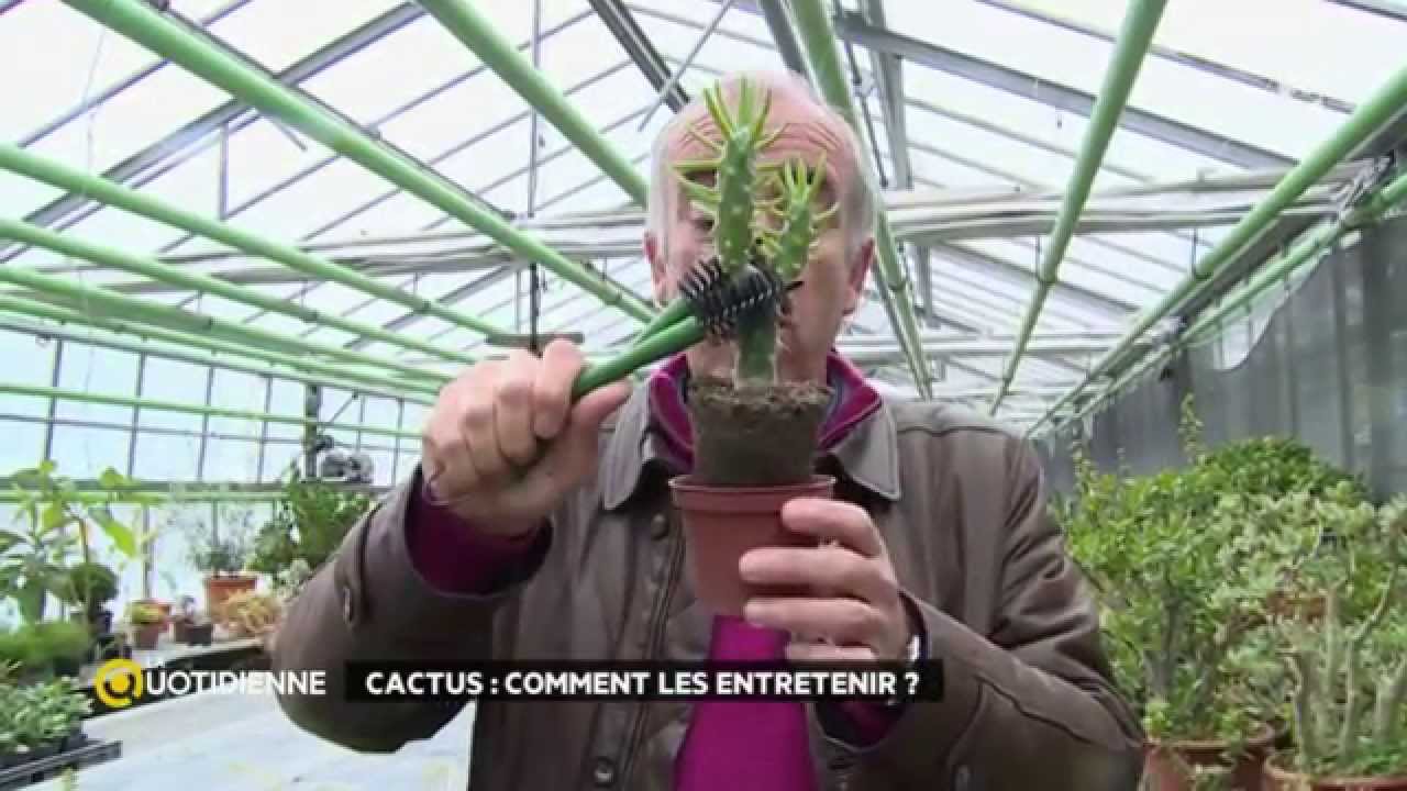 Comment entretenir ses cactus ?