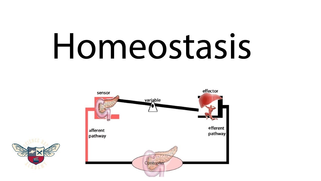 Homoeostasis - Science Rap Academy