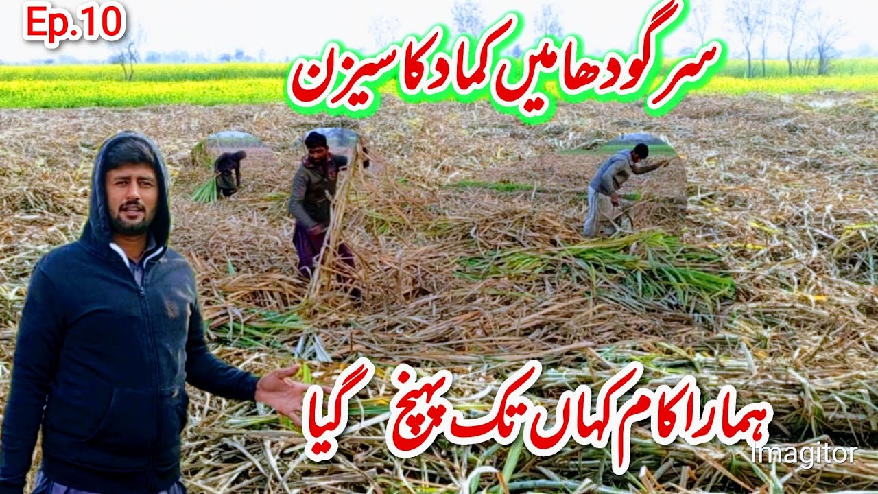 Sargodha me kamad ka season ka tk puhnch gia