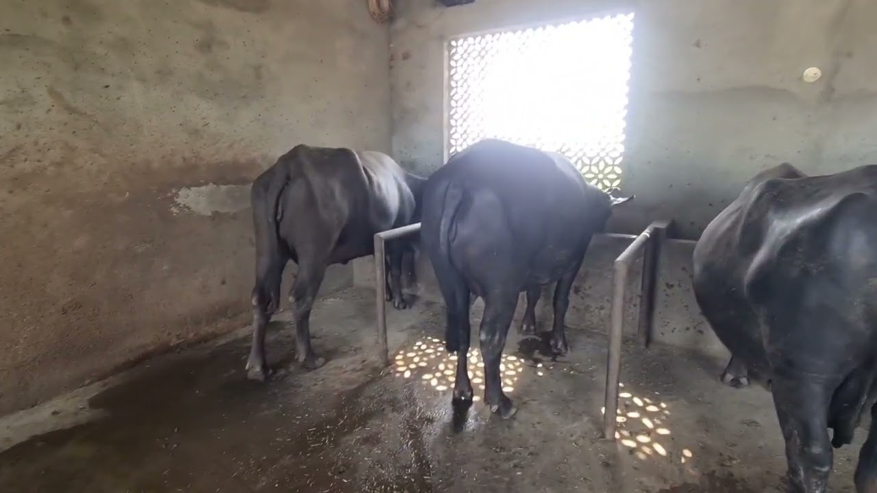 ਦੁਪਹਿਰ ਦੇ ਟਾਈਮ ਮੱਝਾ ਨੂੰ ਫੀਡ ਤੇ ਤੂੜੀ