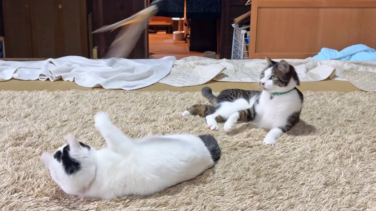 元気なモモちゃんシーくんのおもちゃ遊び【26年1月20日その7】