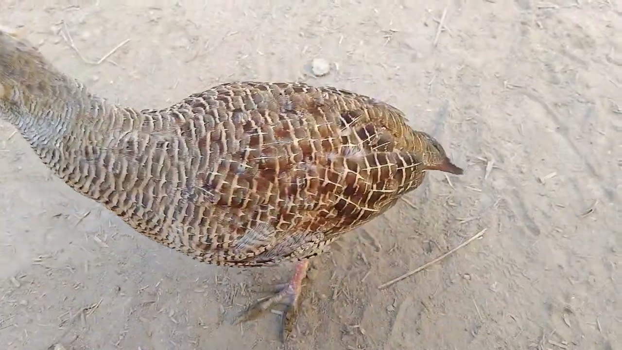 Baeutifull irani dakni teetar jori 