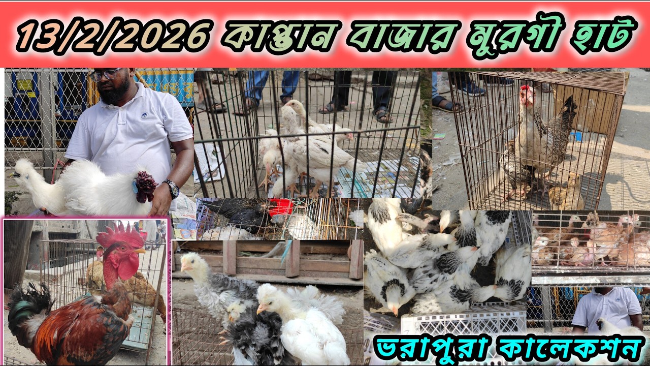 13-2-2026 কাপ্তান বাজার মুরগী হাট, Kaptanbazar murgi hat, #dashikrishi#দেশিকৃষি#krishi