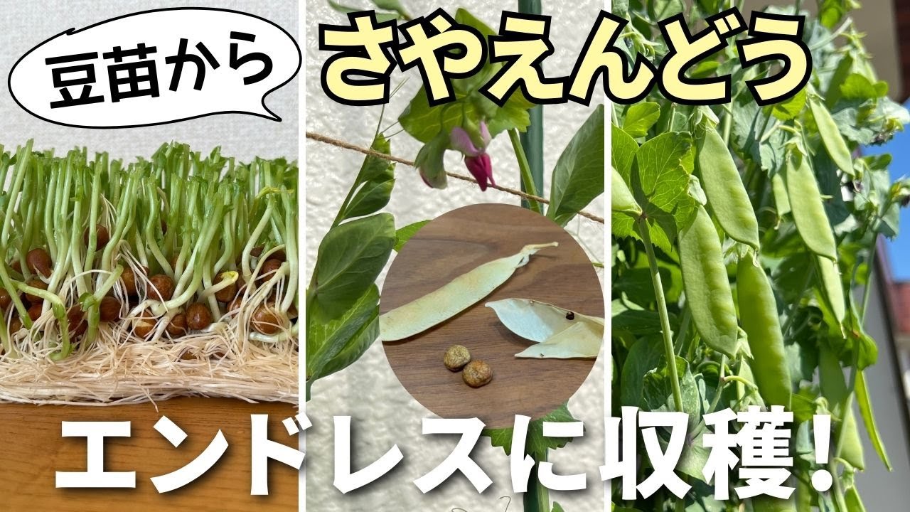 スーパーの豆苗から毎年「絹さや」と「スナップエンドウ」 を大量に収穫する方法