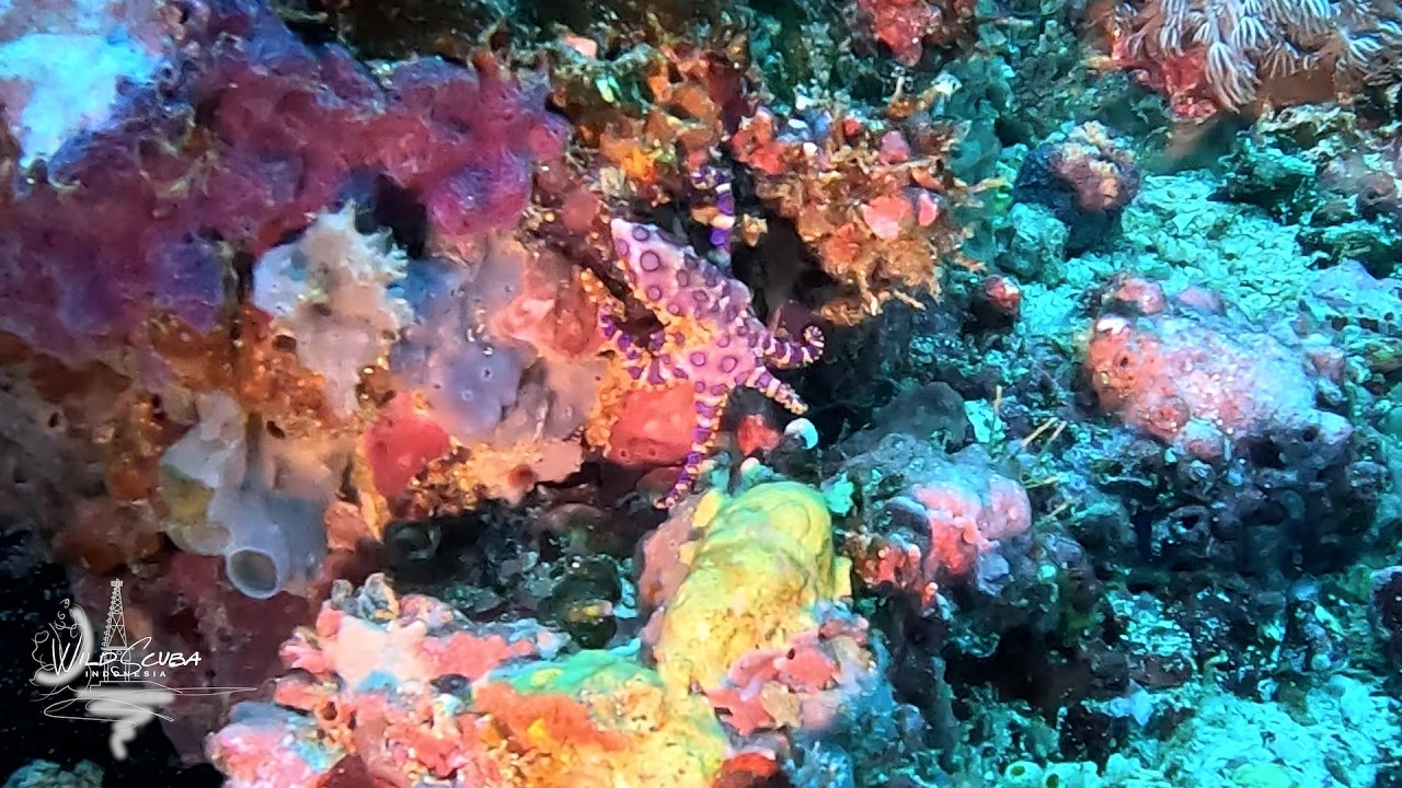 Yay! Blue-ringed octopus!!!🐙
