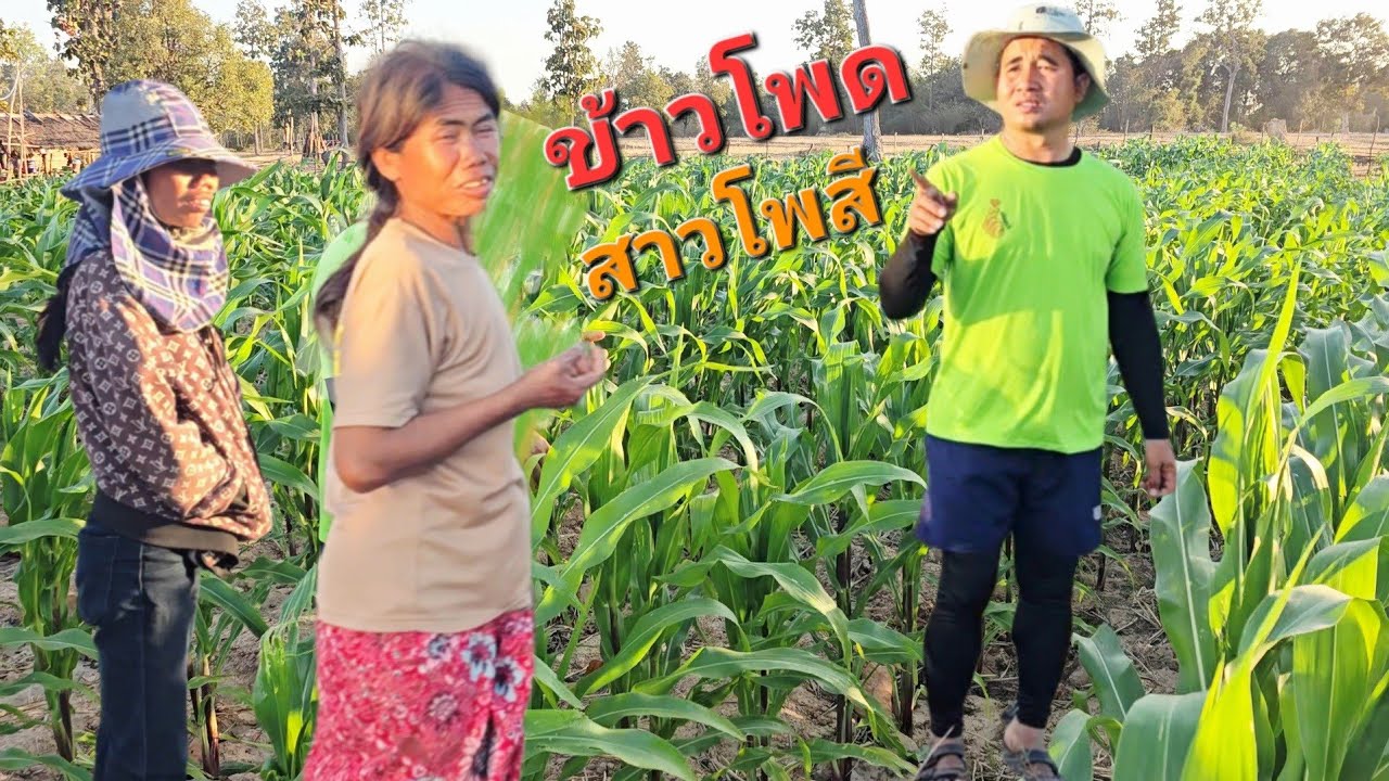 ปลูกเยอะมาก.