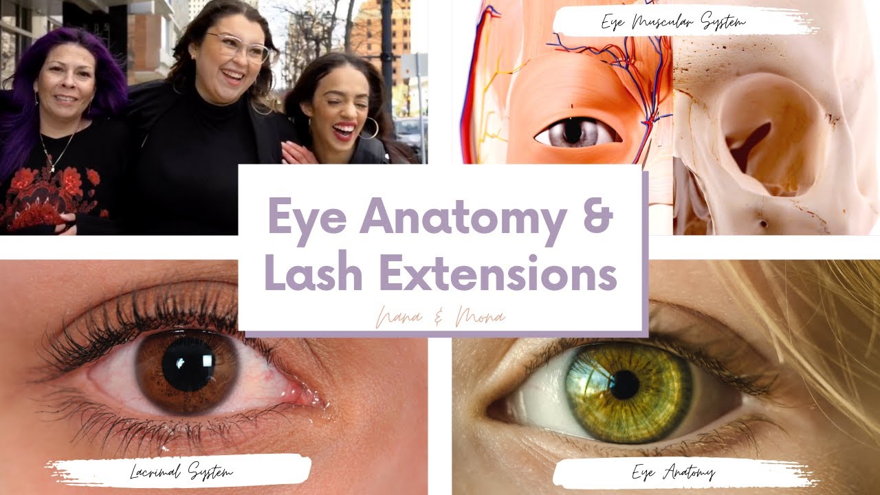 Anatomy of the eye - How this Relates to Eyelash Extensions