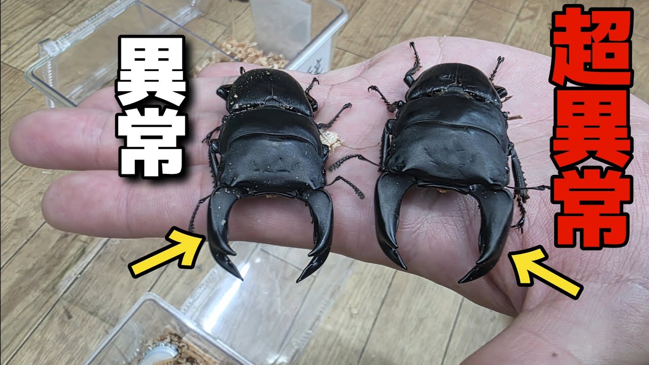 人間が進化させたアゴが異常なまでに太くなるオオクワガタがヤバすぎる