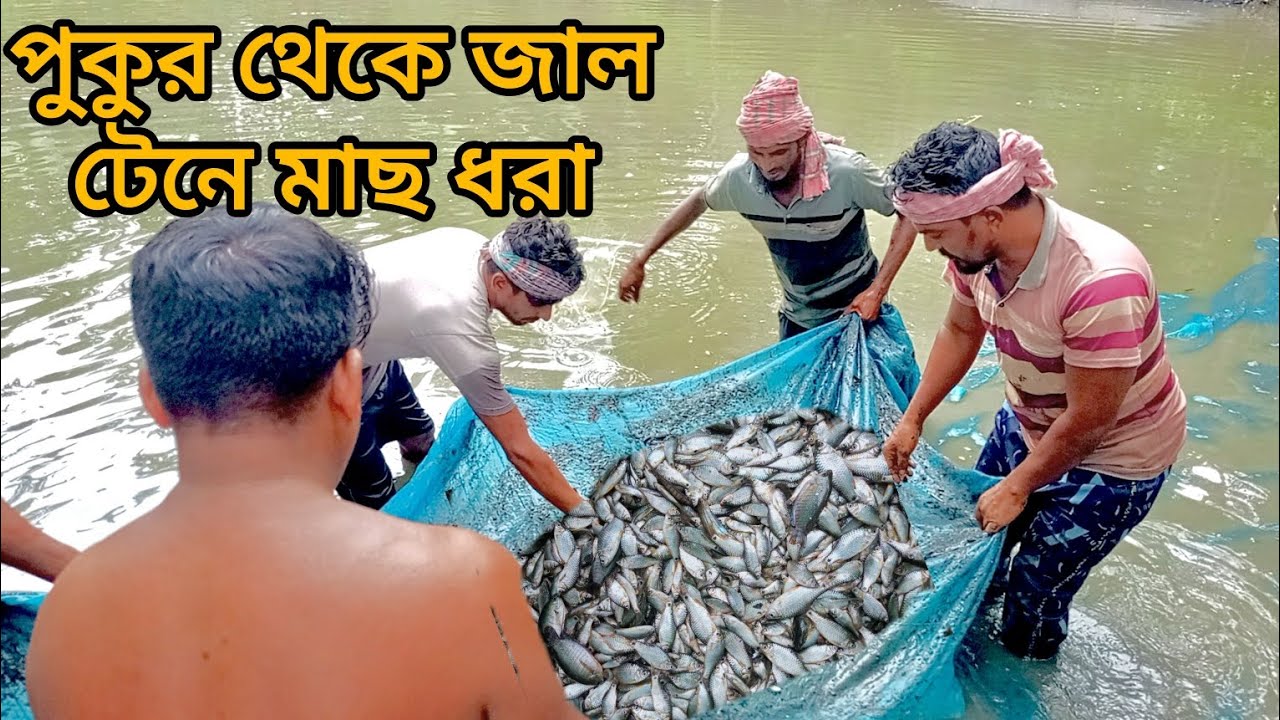 Fishing by pulling a net from a pond.পুকুর থেকে জাল টেনে মাছ ধরা। 