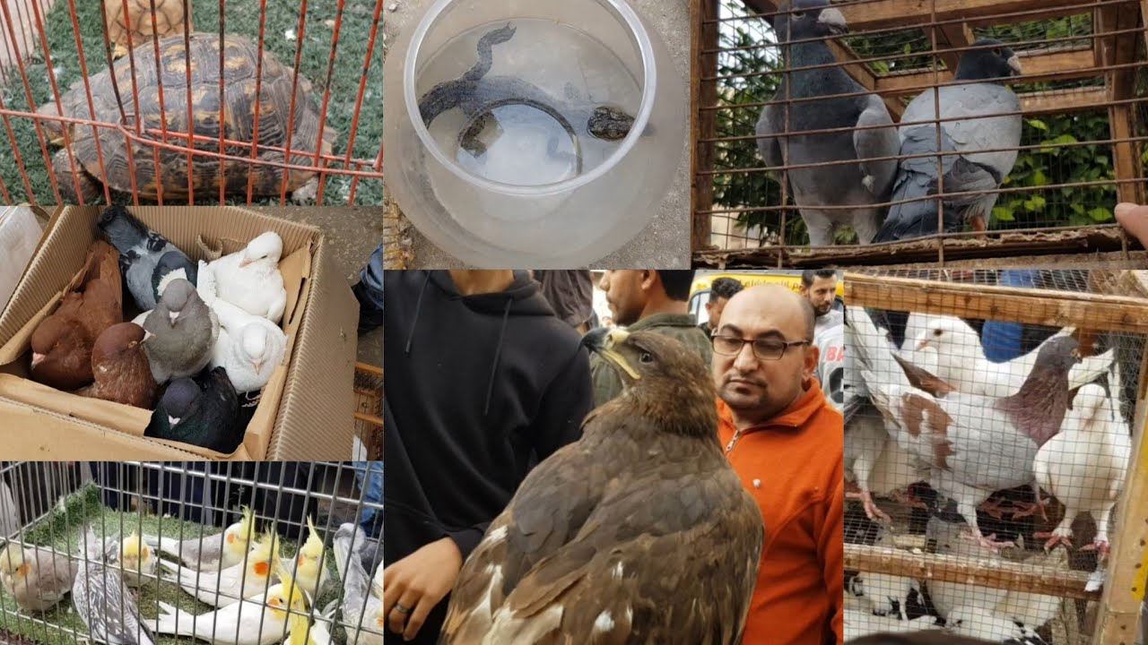 سوق المحله للحمام _ج٤_طائر المينا المتكلم،الحمام التقيل،الكينج، صقور، عقاب،تماسيح،حرباء،عصافير،قطط