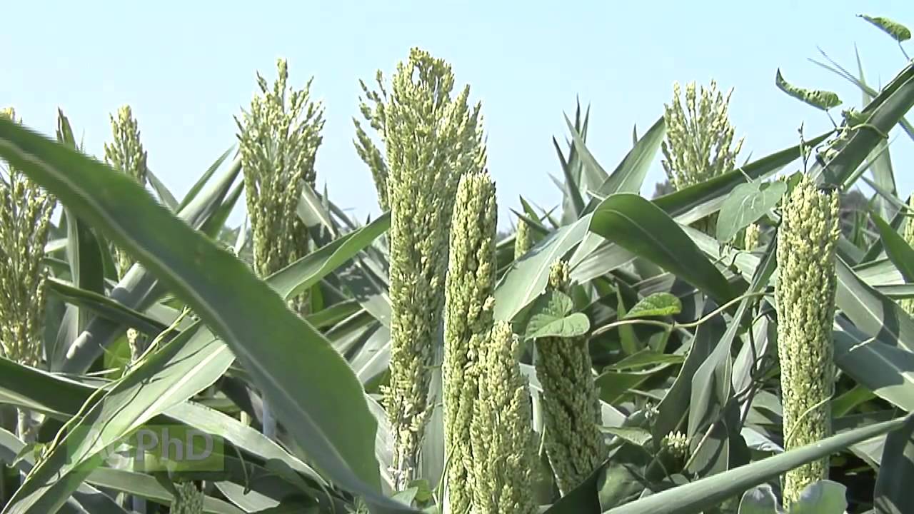 Sorghum #869 (Air Date 11/30/14)