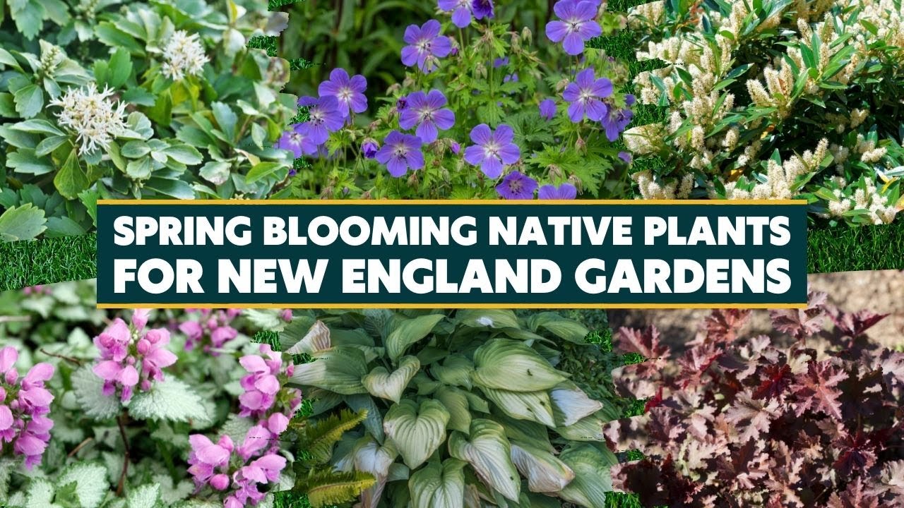 7 Spring Blooming Native Plants for New England Gardens 🍃🌸🌻