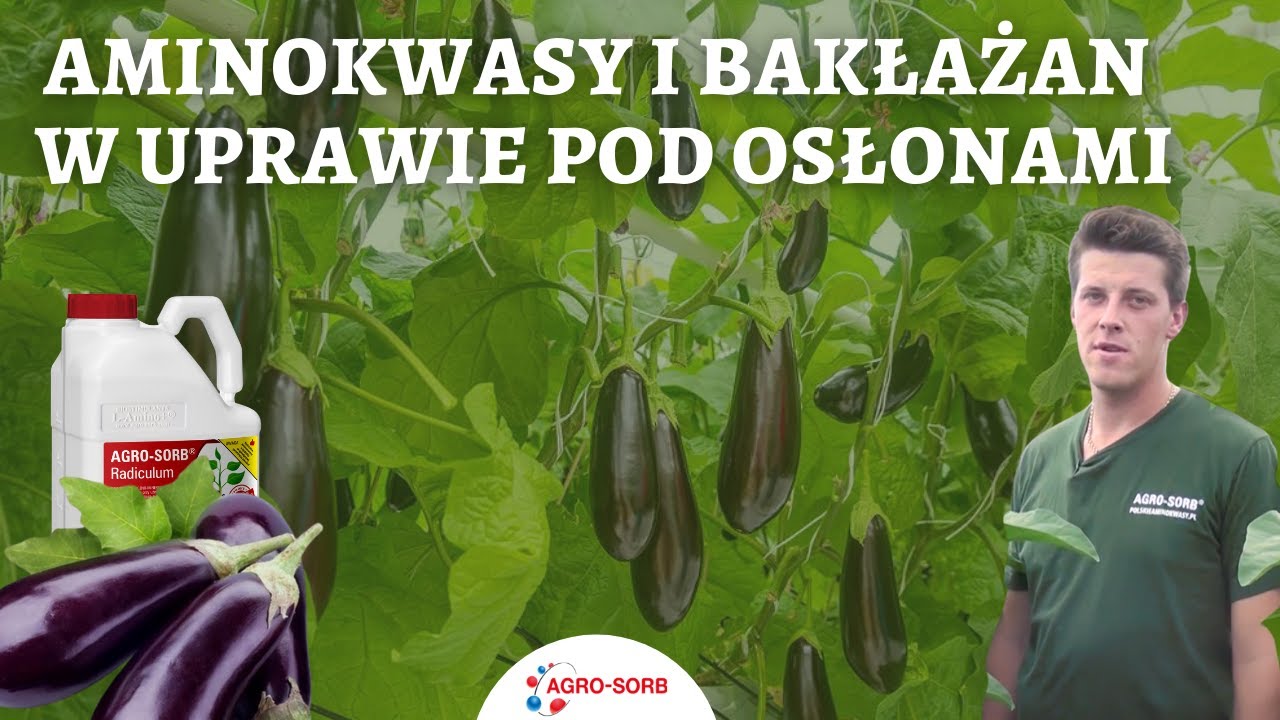 Aminokwasy i bakłażan w uprawie pod osłonami- AgroSorb Radiculum - PolskieAminokwasy.pl