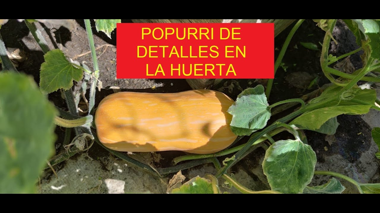 PORQUE SE RAJAN LAS CALABAZAS