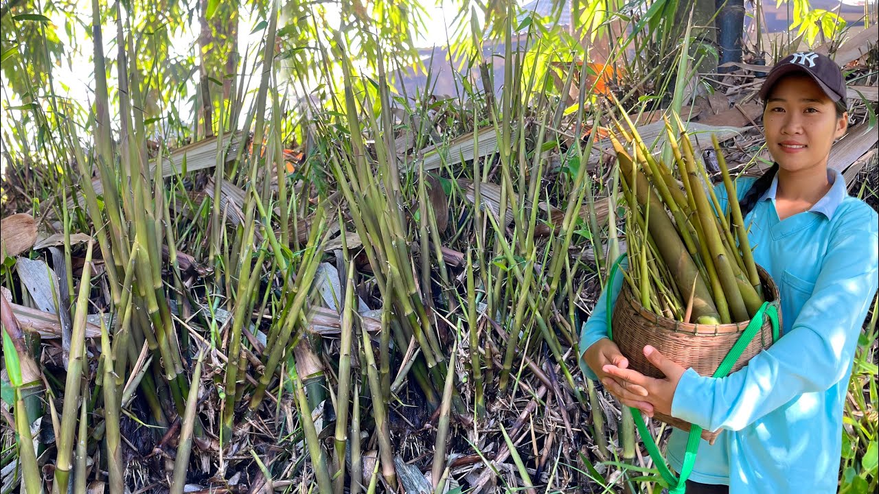 !!หักแหนงหน่อไม้!!วันนี้ออกเยอะสุดๆเจอแต่แหนงอวบๆ2ก่อเต็มตะกร้าใหญ่ 18/ธันวาคม/2567