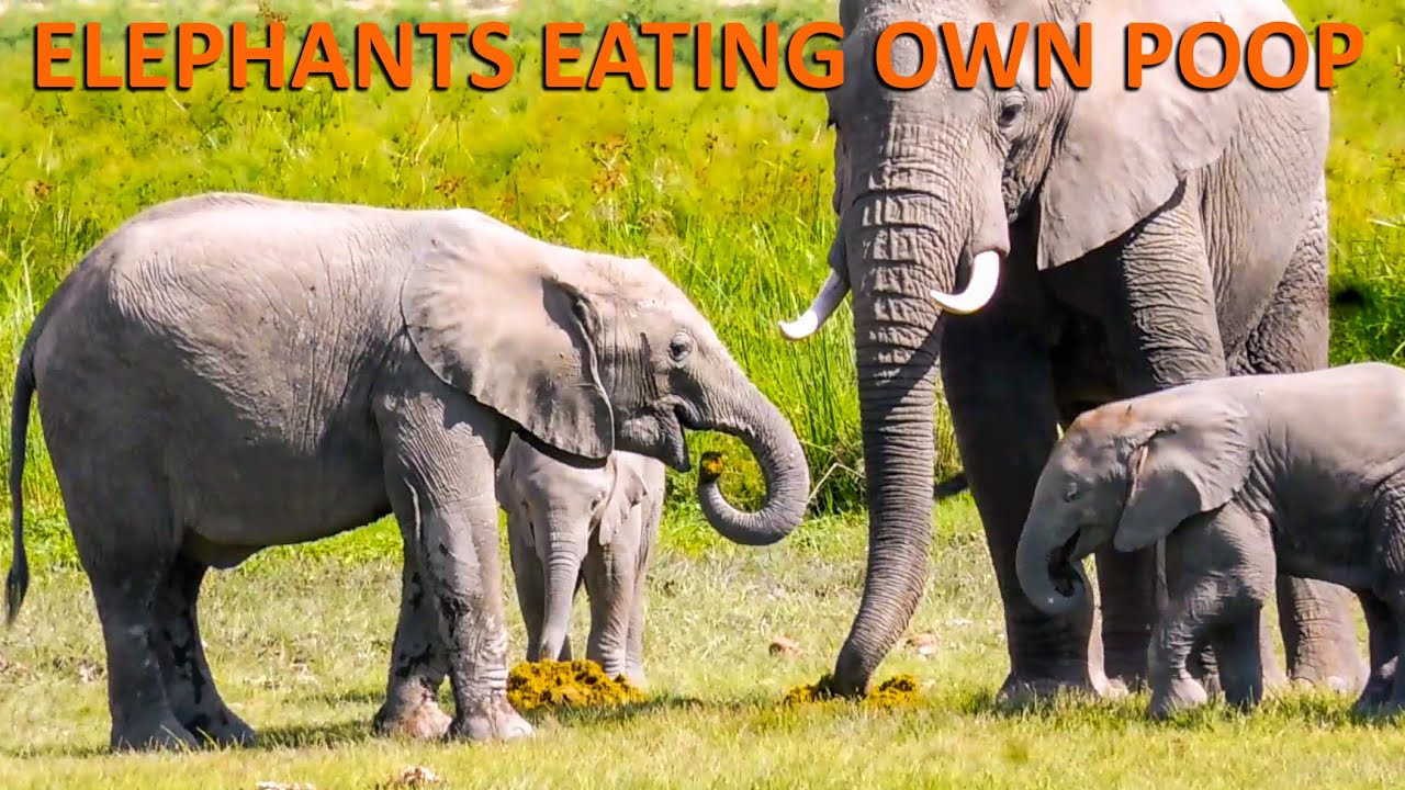 ELEPHANTS EATING OWN POOP || A Wonder of the World || ELEPHANTS HUNGER STRIKE