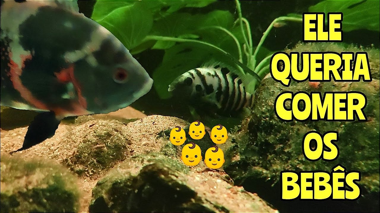 SEPAREI OS FILHOTES de Acará do Congo antes que fossem comidos pelos predadores * TEM MUITO FILHOTE!