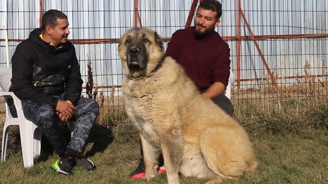 MUŞ VARTO’NUN SIRADIŞI ÇOBAN KÖPEKLERİ ~ SOYLARI YOK OLMA TEHLİKESİNDE !!!