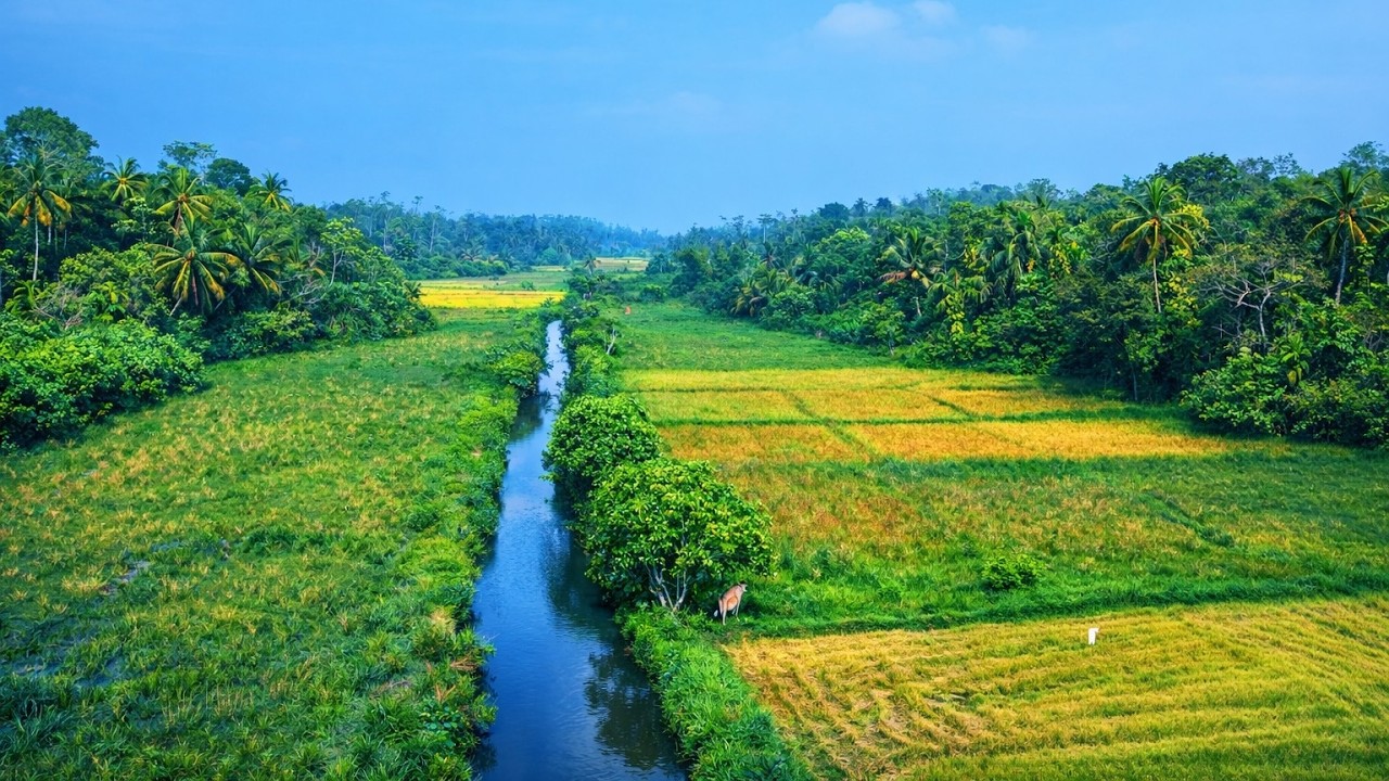 Flying Over Induruwa, Sri Lanka 🇱🇰 | Peaceful 4K Drone View of Paddy Fields & Nature