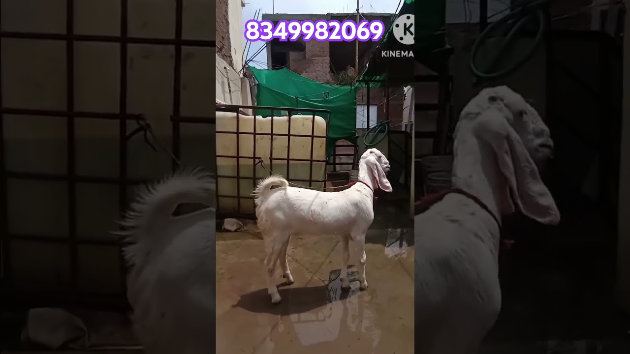 Top Quality Female Hypat For Sale Indore #goat