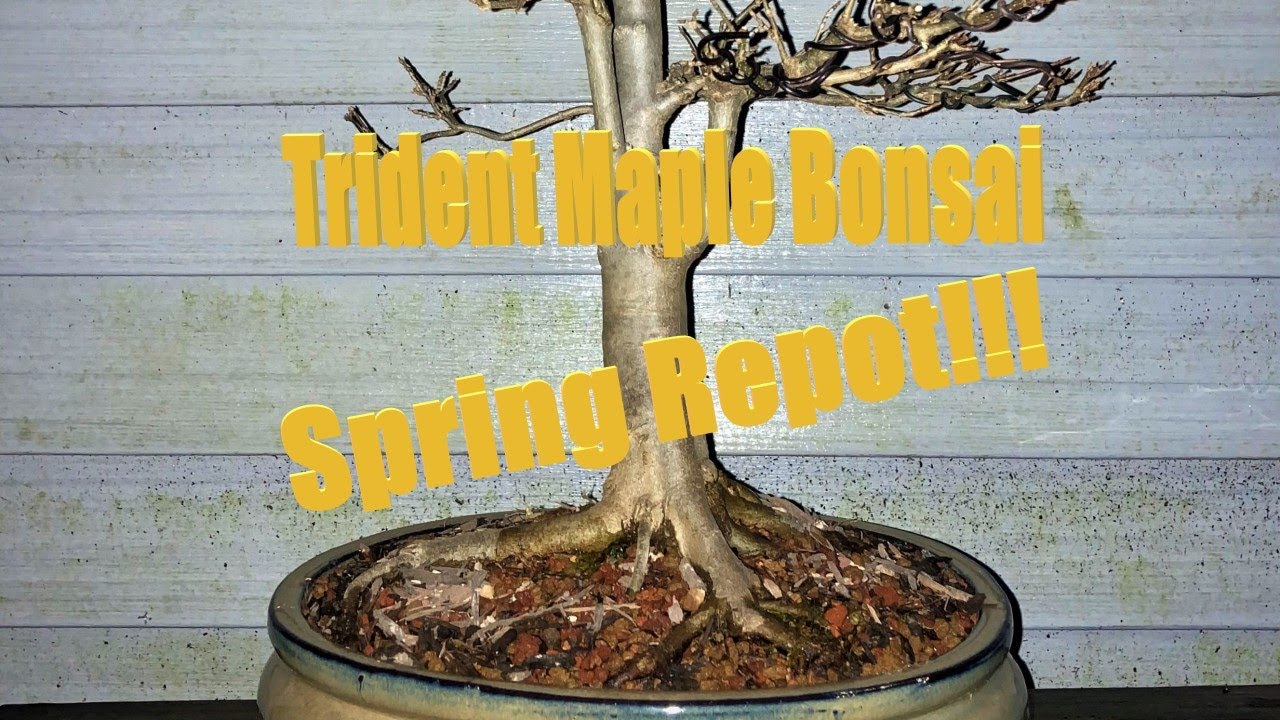 Trident Maple Spring Repot