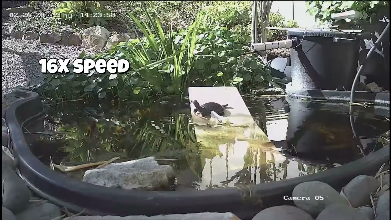 Turtle's first time basking in the sun. Feb 26, 2026
