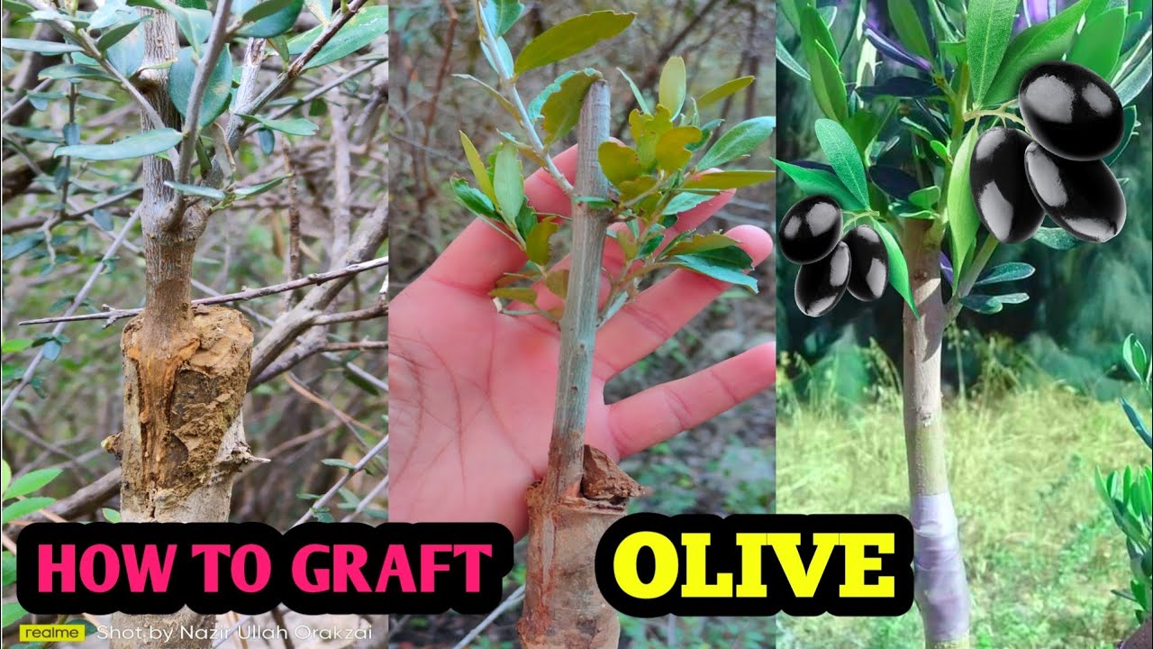 Grafting techniques | How to graft olive | Cleft Grafting