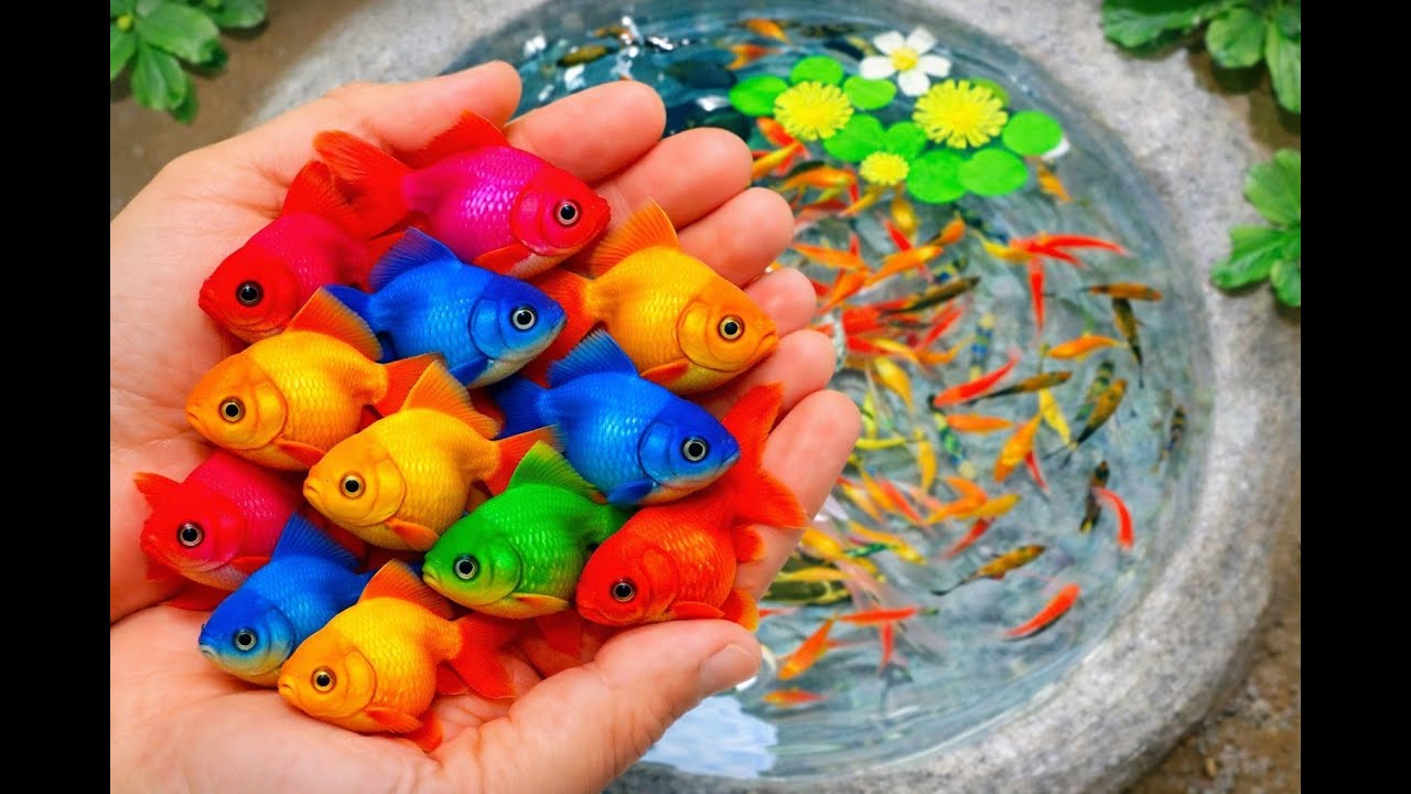 Catch colorful koi and baby turtles in a mini garden pond #fish #koi #aquarium #guppies #turtles