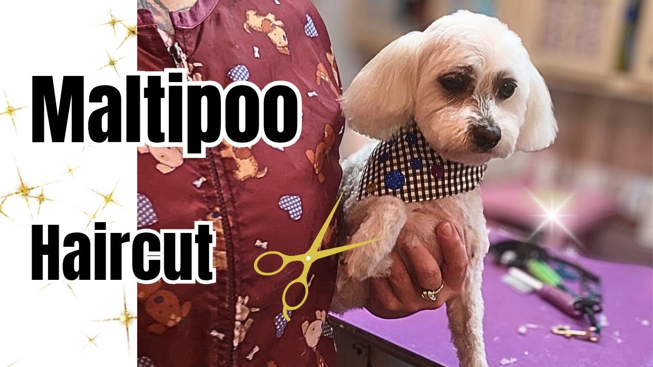 Spa day for a Maltese mix,cute short haircut. 