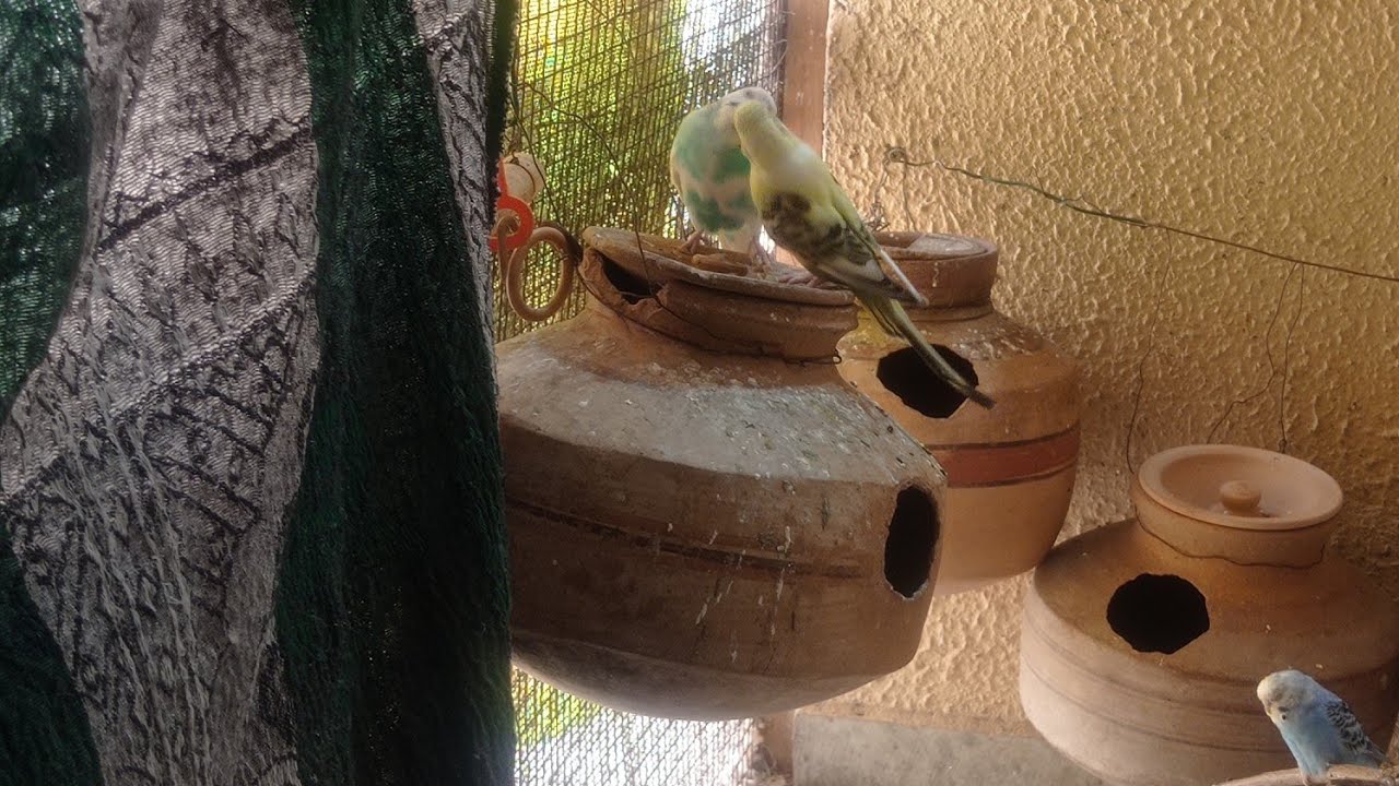 My birds Aviary is live!