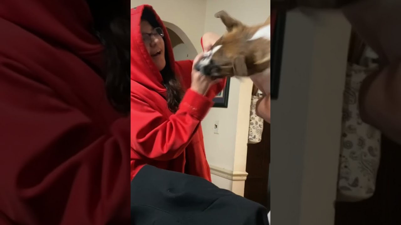 Pet Dog Bites Owner's Hand While She Tries to Take Their Paw Print - 1194077