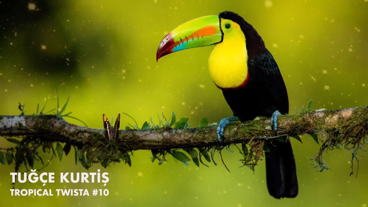 Tuğçe Kurtiş - Tropical Twista Records (Organic House Mix)