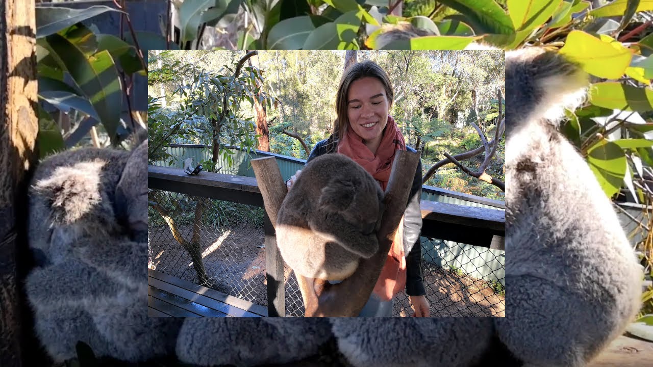 Things to do in New South Wales: Australian Reptile Park, Port Stephens Whale Watching & DuneSurfing