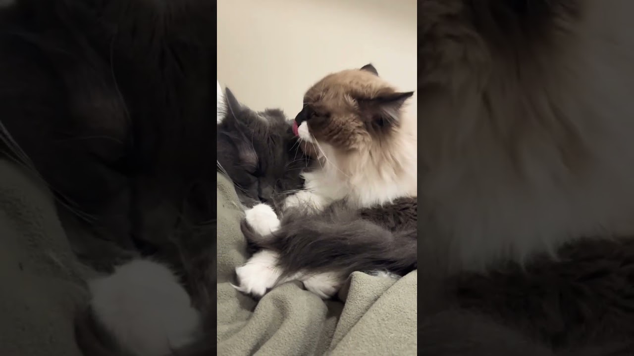 Did you know that the ALPHA cat cleans the other cats as a sign of dominance? #shorts
