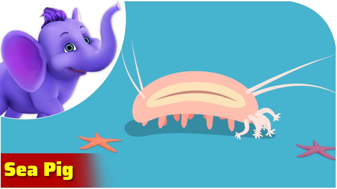 Sea Pig / Weird Animal Songs / Appu Series
