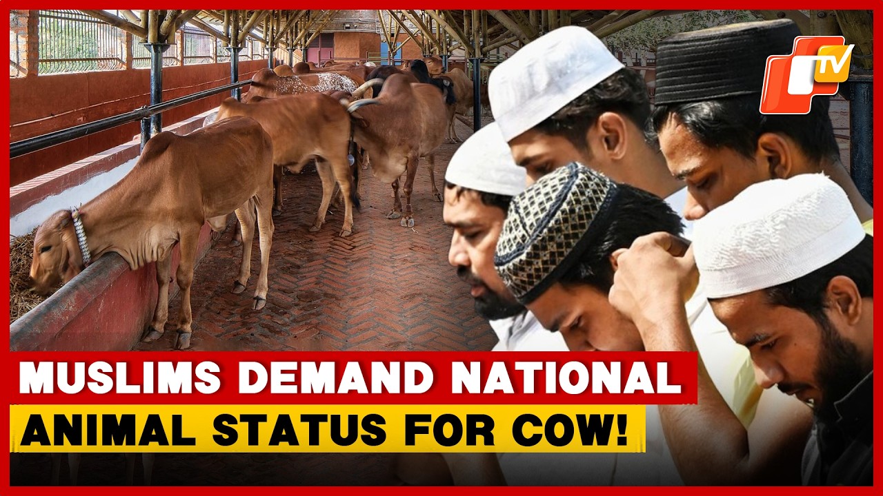 Muslim Organisations Back Cow As India&rsquo;s National Animal Ahead Of Eid-ul-Azha