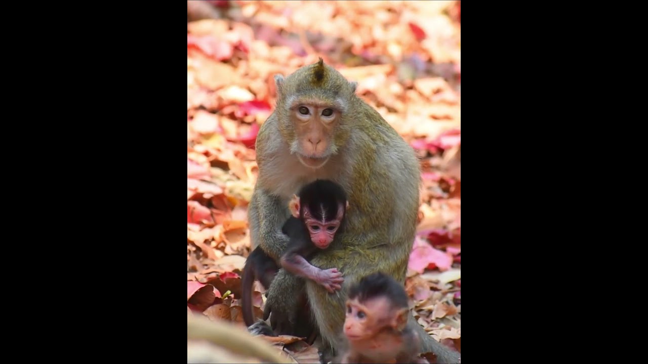 Love mini baby monkey carefully