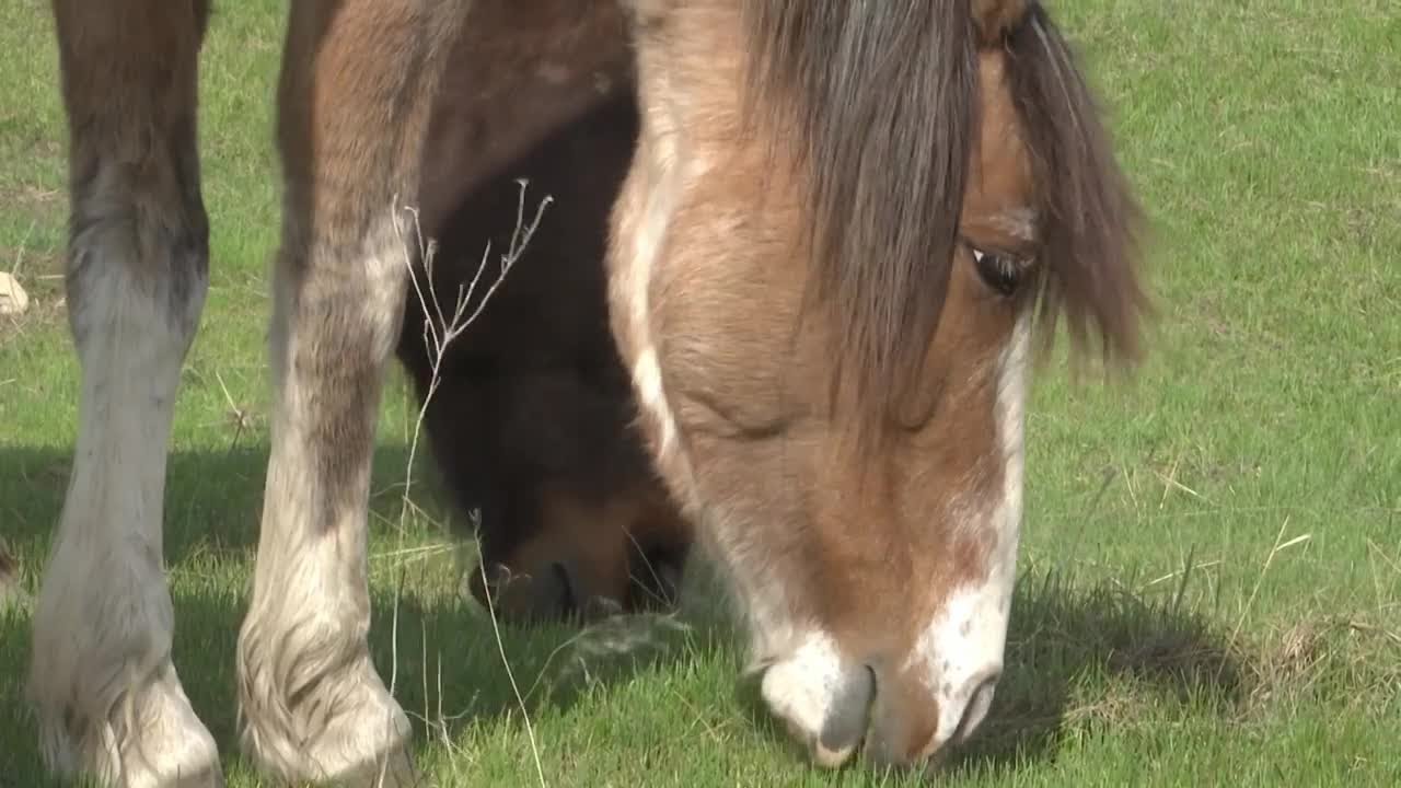 Horse dies after neighbor dumps grass clippings in pasture
