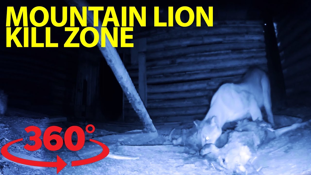 Incredible rare glimpse inside a mountain lion &lsquo;kill hut&rsquo; at night in VR